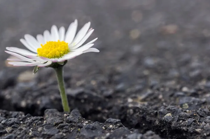 به جای سرخورده شدن از سختی‌ها با آنها رشد کنیم